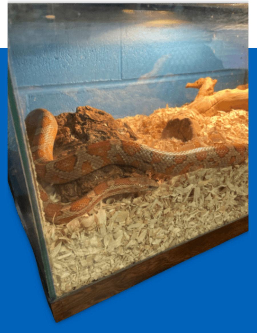 lucky the snake